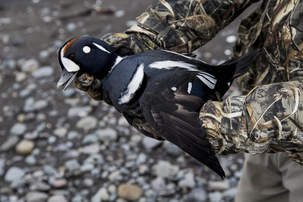 Alaska Sea Duck Hunt in Cold Bay, AK Outfitter / Guide Services