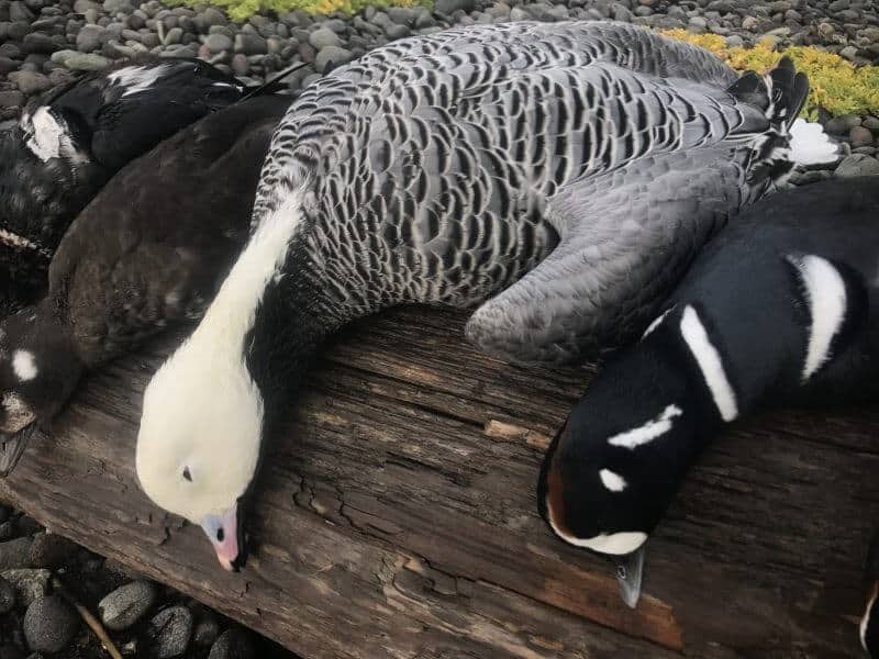 First Alaska Emperor Goose Season in 30 years a huge success