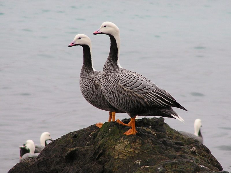 Increasing the allocation of Emperor Goose permits for non-residents