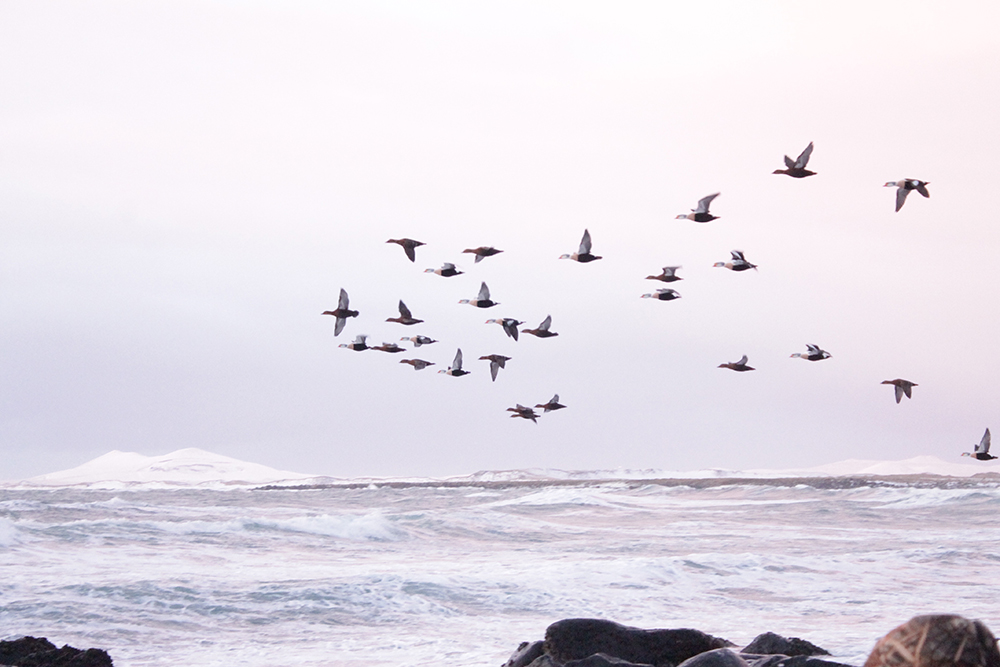 Flock of King Eiders